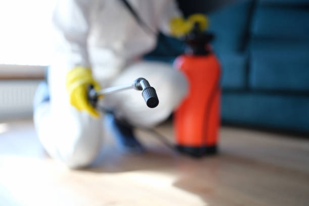 Professional Mold Removal in Stone Park, IL